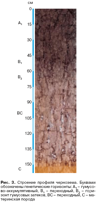 Схема строения почвенного профиля чернозема