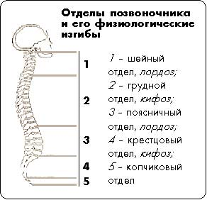 Сколько изгибов образует позвоночник человека