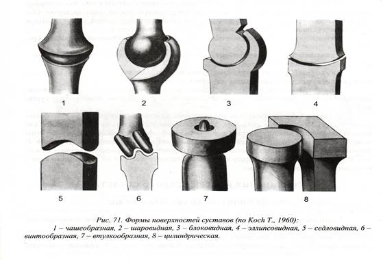 Рисунок форм поверхности. Блоковидные и цилиндрические суставы. По форме суставных поверхностей различают суставы. Одноосный сустав схема. Винтообразный сустав по функции.