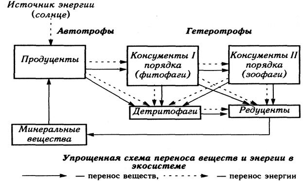 Схема консументов и редуцентов