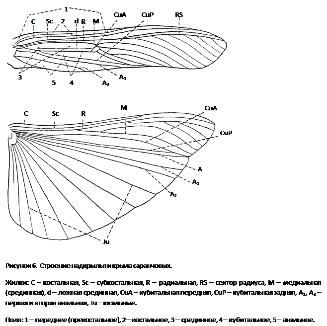 Типы крыльев. Прямокрылые строение крыльев. Строение крыльев кузнечика. Строение крыльев бабочки Прямокрылые. Схема жилкования крыла насекомого.