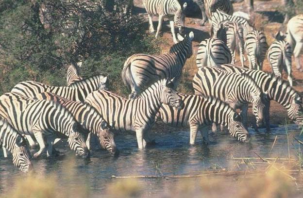 Зебры на водопое скачать