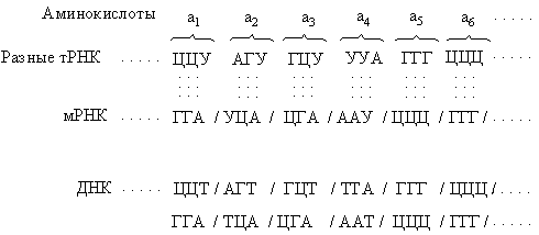 Антикодон комплементарен