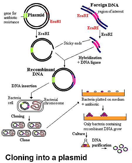 Vectors for moleculars cloning