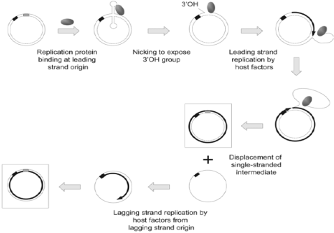 Vectors for moleculars cloning