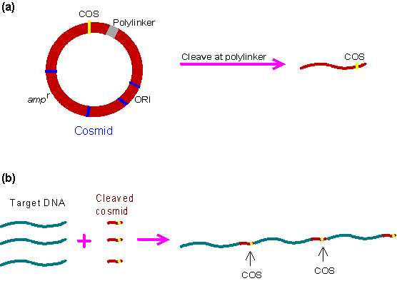 Vectors for moleculars cloning